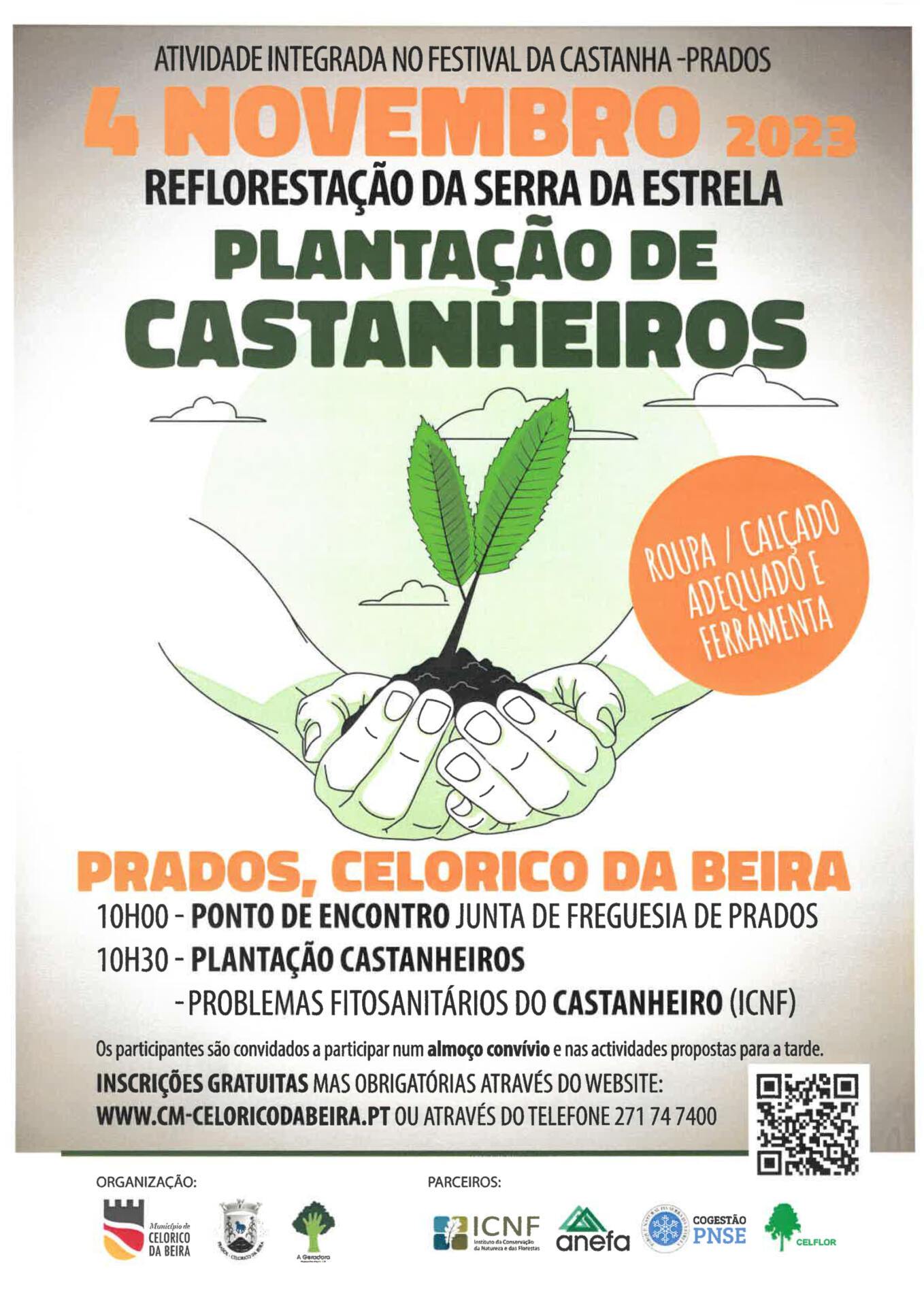 Plantacao De Castanheiros