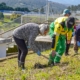 Reflorestação Verde Puro (28)